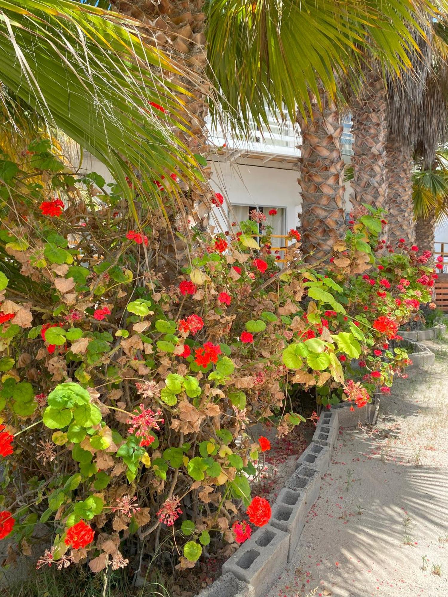 Hotel & Cabanas El Mirador Caldera Dış mekan fotoğraf